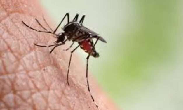 Cuáles son los municipios bonaerenses que se encuentran "en brote" de Dengue