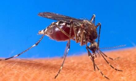 Dengue: Una epidemia ya es "más de seis veces mayor" que el año pasado