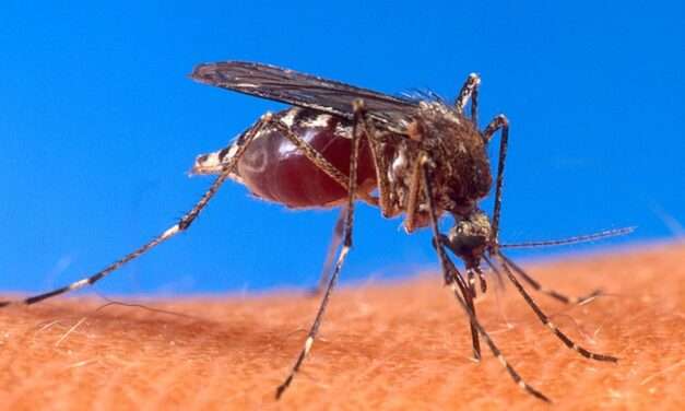 Dengue: Más casos y más muertes