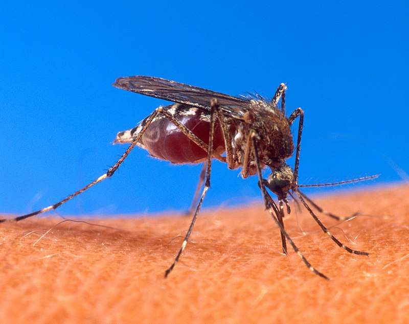 Dengue: Una epidemia ya es "más de seis veces mayor" que el año pasado