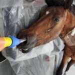 En el último año, el Municipio de Quilmes rescató más de 70 caballos víctimas de tracción a sangre y maltrato