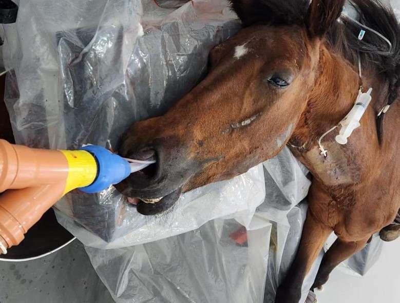 En el último año, el Municipio de Quilmes rescató más de 70 caballos víctimas de tracción a sangre y maltrato