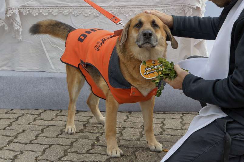 Este viernes llega a Hudson la primera bendición de animales