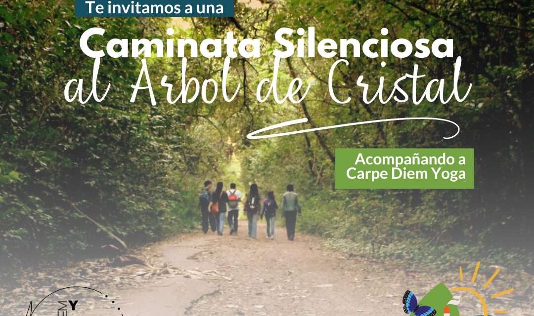 Caminata Silenciosa al Árbol de Cristal, una experiencia sensorial única