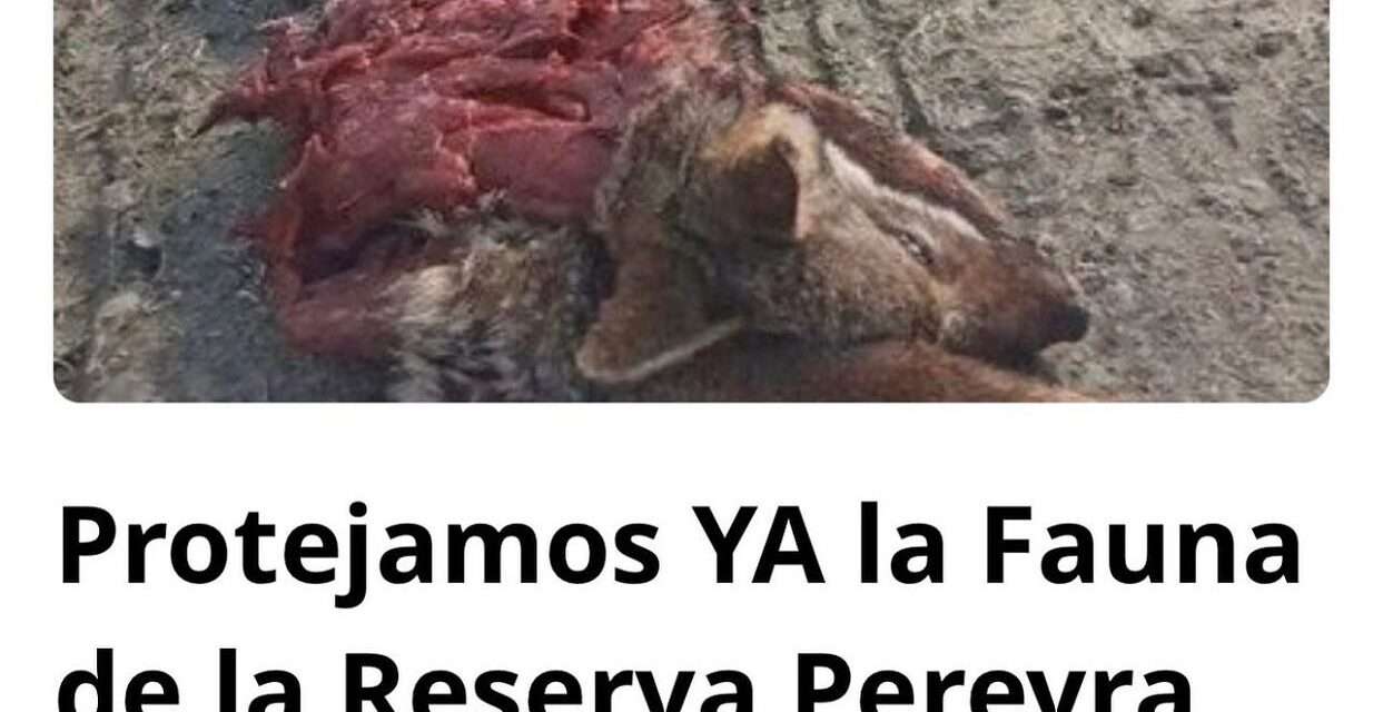 Ambientalistas exigen proteger la fauna de la Reserva Parque Pereyra Iraola