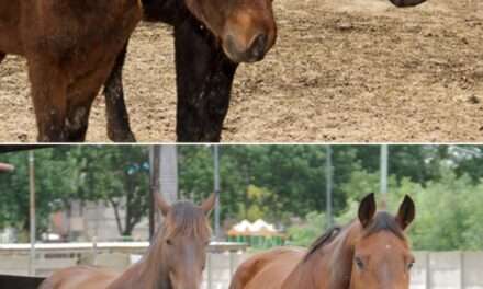 Prohibición de Tracción a Sangre: Más de 150 caballos rescatados en Berazategui