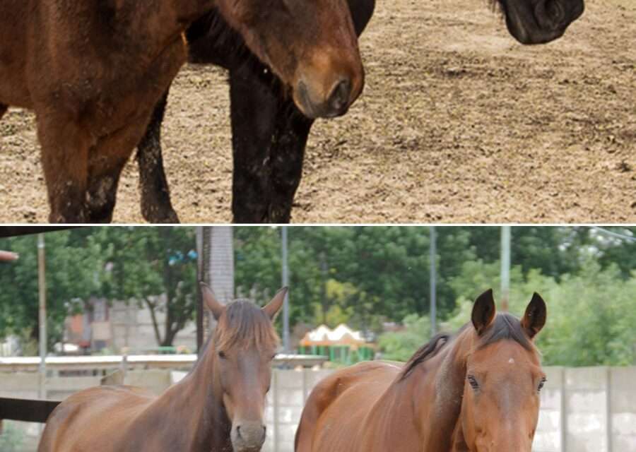 Prohibición de Tracción a Sangre: Más de 150 caballos rescatados en Berazategui