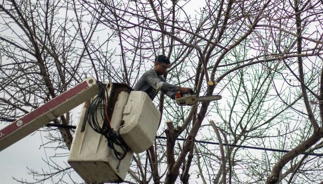 Lanús Gobierno inició el Plan de Poda Preventiva en distintos barrios del distrito