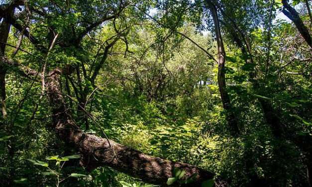 La Provincia de Buenos Aires denuncia ante la Corte Suprema al Estado Nacional para proteger los Bosques Nativos