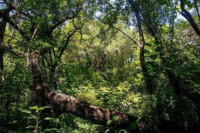 La Provincia de Buenos Aires denuncia ante la Corte Suprema al Estado Nacional para proteger los Bosques Nativos