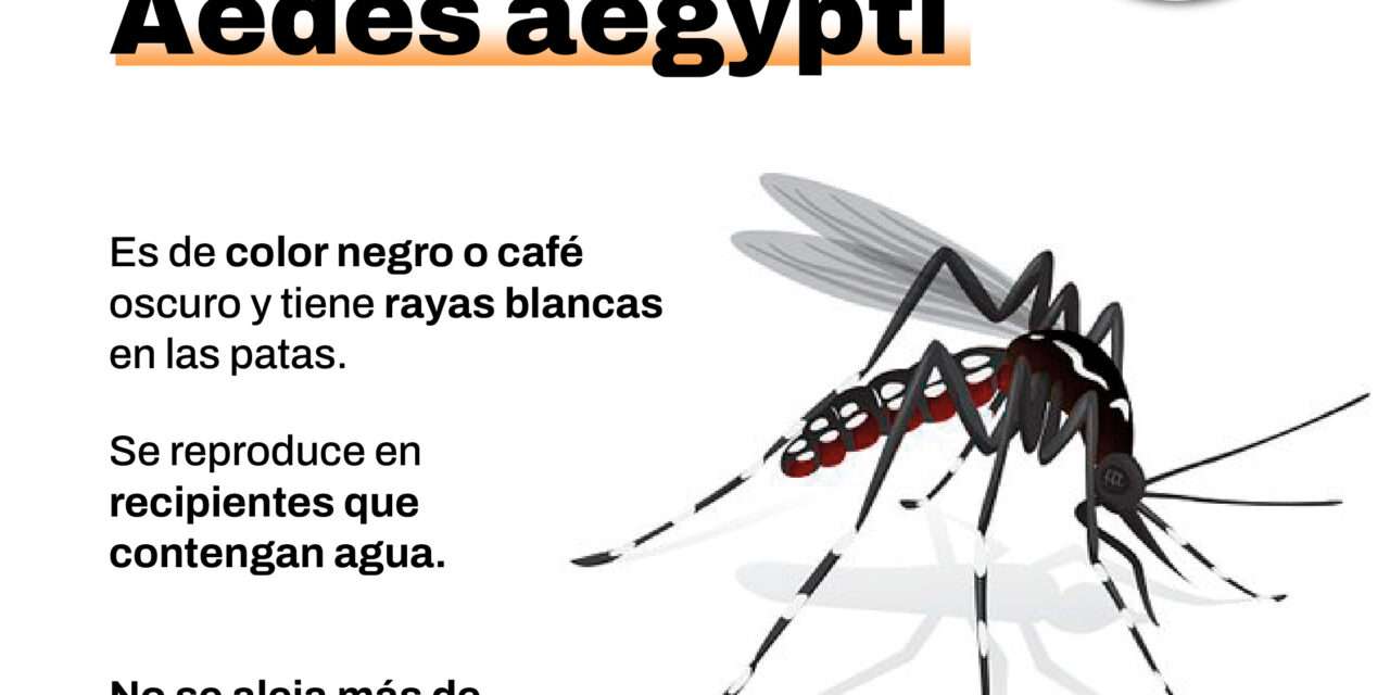 En Berazategui colocaron "ovitrampas" para la detección temprana del mosquito del dengue