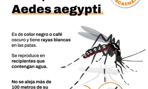 En Berazategui colocaron "ovitrampas" para la detección temprana del mosquito del dengue