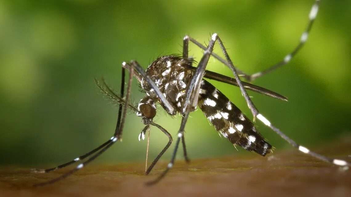 El Dengue ya pica cerca