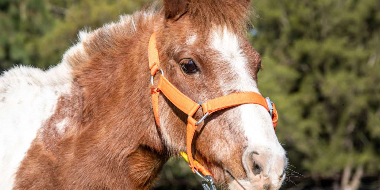 No a la Tracción a Sangre: En Berazategui, la Comuna rescata caballos víctimas de maltrato