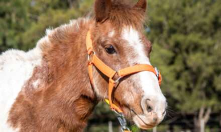 No a la Tracción a Sangre: En Berazategui, la Comuna rescata caballos víctimas de maltrato