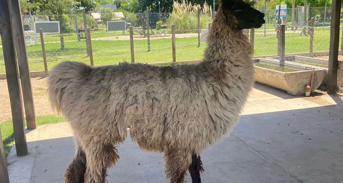 La Municipalidad de Berazategui rescató un poni y una llama en mal estado de salud