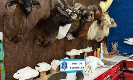 Se allanó en Berazategui un taller taxidermista que traficaba piezas de especies protegidas