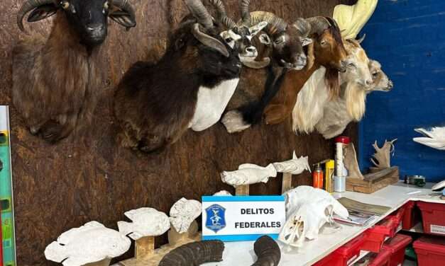 Se allanó en Berazategui un taller taxidermista que traficaba piezas de especies protegidas