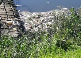 Desastre Ambiental en el Río de la Plata: La Justicia Investiga a ABSA por Contaminación Severa