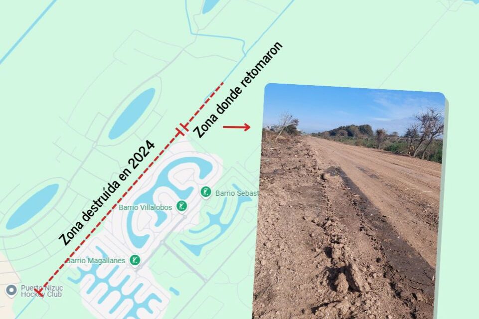Siguen talando árboles en Puerto Nizuc: Ambientalistas convocan a movilizarse en defensa de los humedales