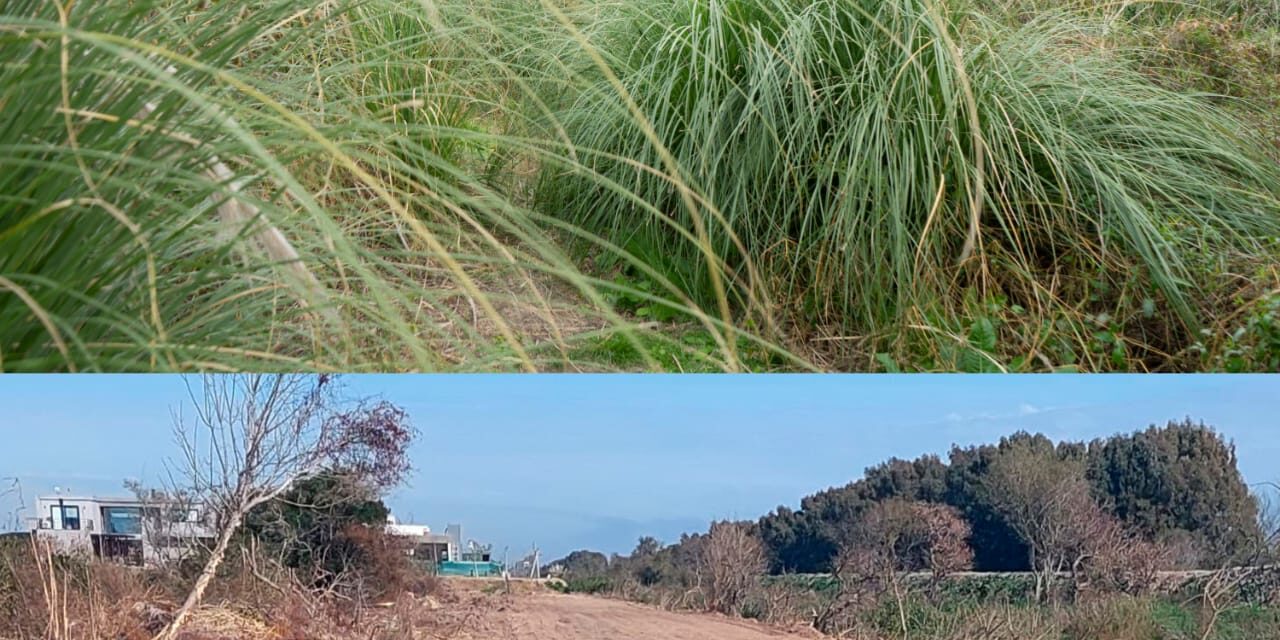 Nueva denuncia ambiental contra los "dueños" de Hudson: El desmonte de los dueños de Puerto Nizuc no cesa