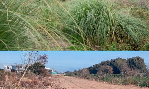 Nueva denuncia ambiental contra los "dueños" de Hudson: El desmonte de los dueños de Puerto Nizuc no cesa
