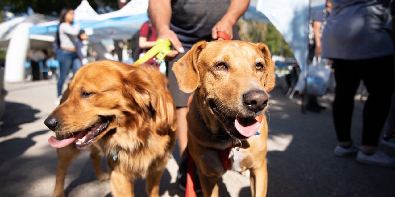 Lanús Gobierno asignará nuevos turnos gratuitos para el servicio de castración de mascotas