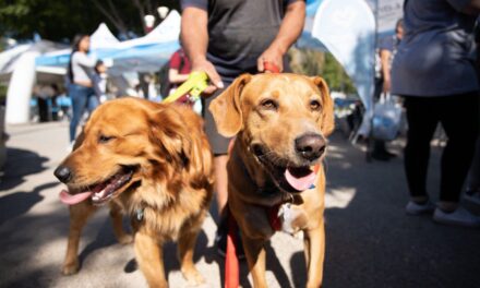 Lanús Gobierno asignará nuevos turnos gratuitos para el servicio de castración de mascotas