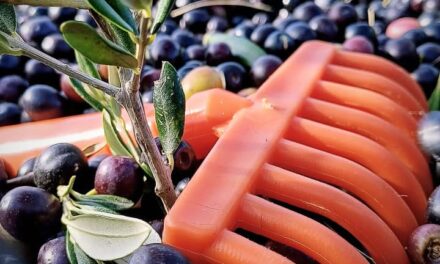 TURISMO GASTRONOMICO: UNA RUTA BONAERENSE ENTRE KIWIS, OLIVOS Y CIELOS ABIERTOS DONDE BROTAN LOS SABORES 