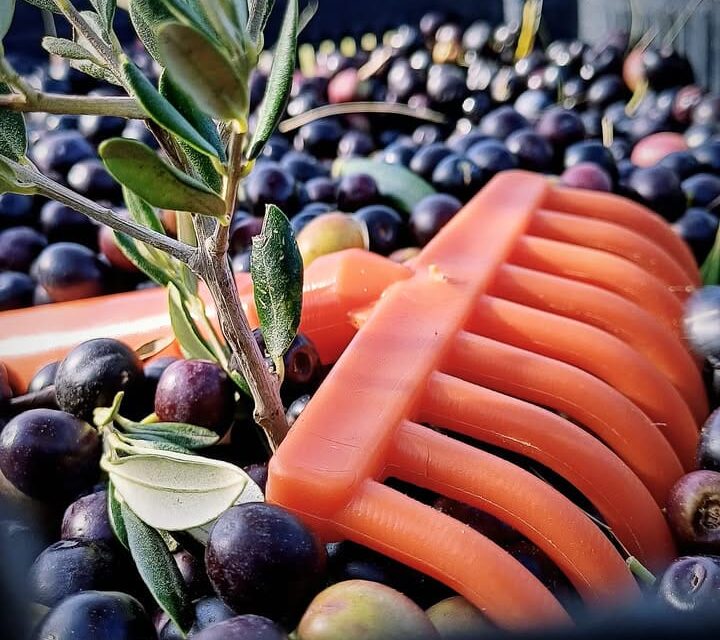 TURISMO GASTRONOMICO: UNA RUTA BONAERENSE ENTRE KIWIS, OLIVOS Y CIELOS ABIERTOS DONDE BROTAN LOS SABORES 