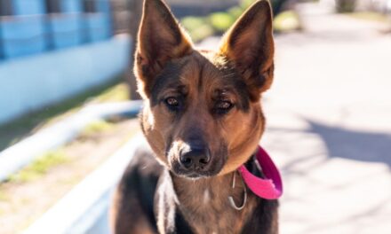 Lanús Gobierno dará nuevos turnos de Castración Itinerante en Lanús Oeste