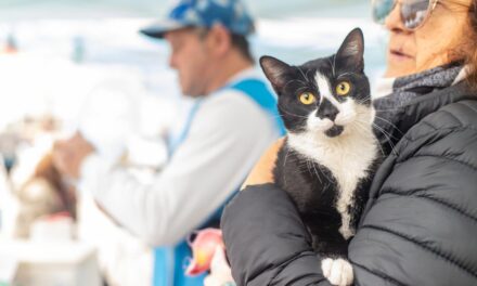 Lanús Gobierno lleva el Quirófano Móvil a Remedios de Escalada: castraciones y vacunas gratuitas