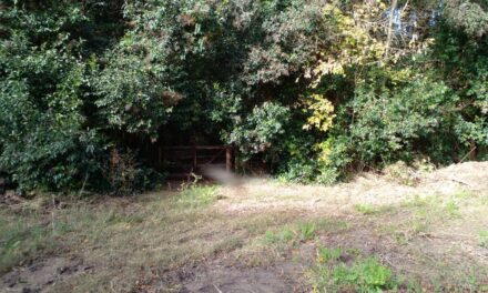 La Justicia prohibe el desmonte de los barrios Puerto Nizuc y Elcano