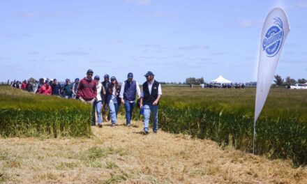 Con una inversión de USD 6 millones, Cervecería y Maltería Quilmes presentó dos nuevas variedades de cebada