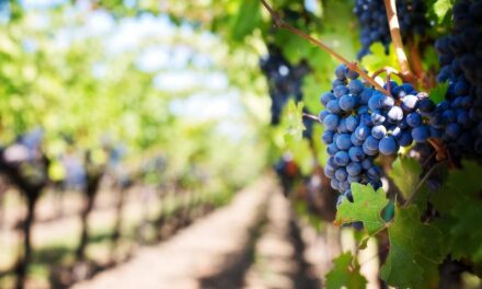 ENOTURISMO: Calendario de eventos Vinos Buenos Aires