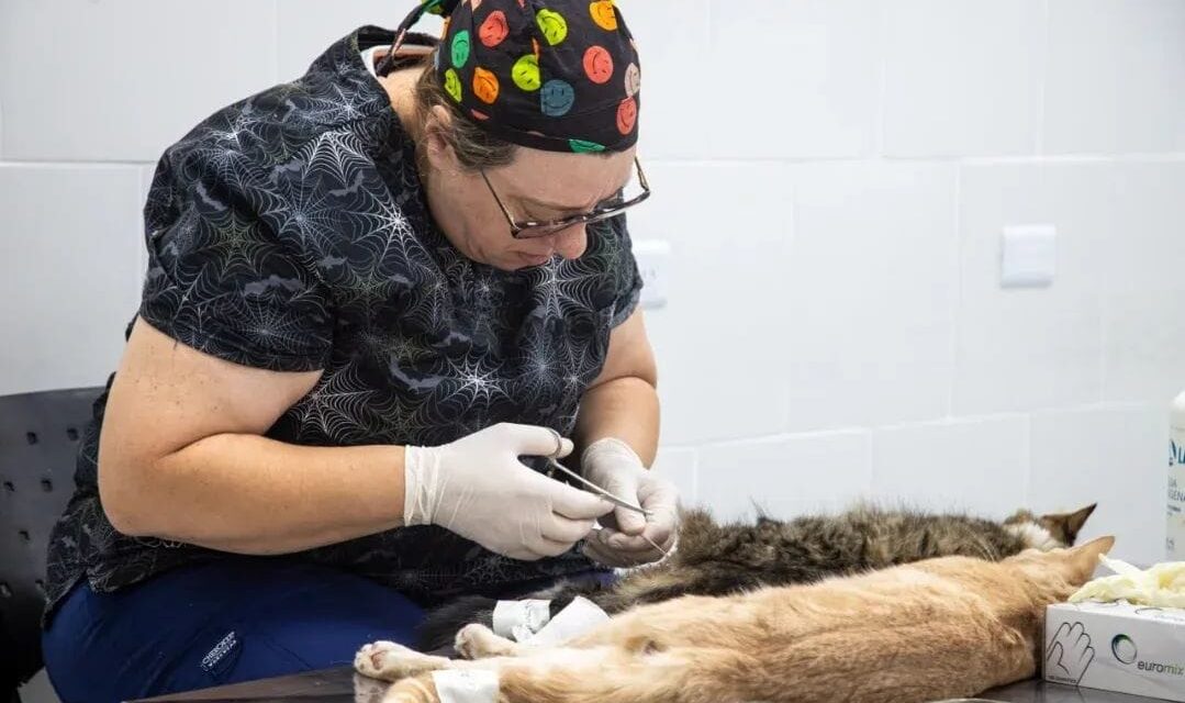 Operativos gratuitos para mascotas quilmeñas en la Veterinaria Municipal