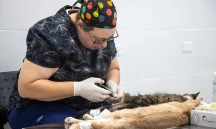 Operativos gratuitos para mascotas quilmeñas en la Veterinaria Municipal