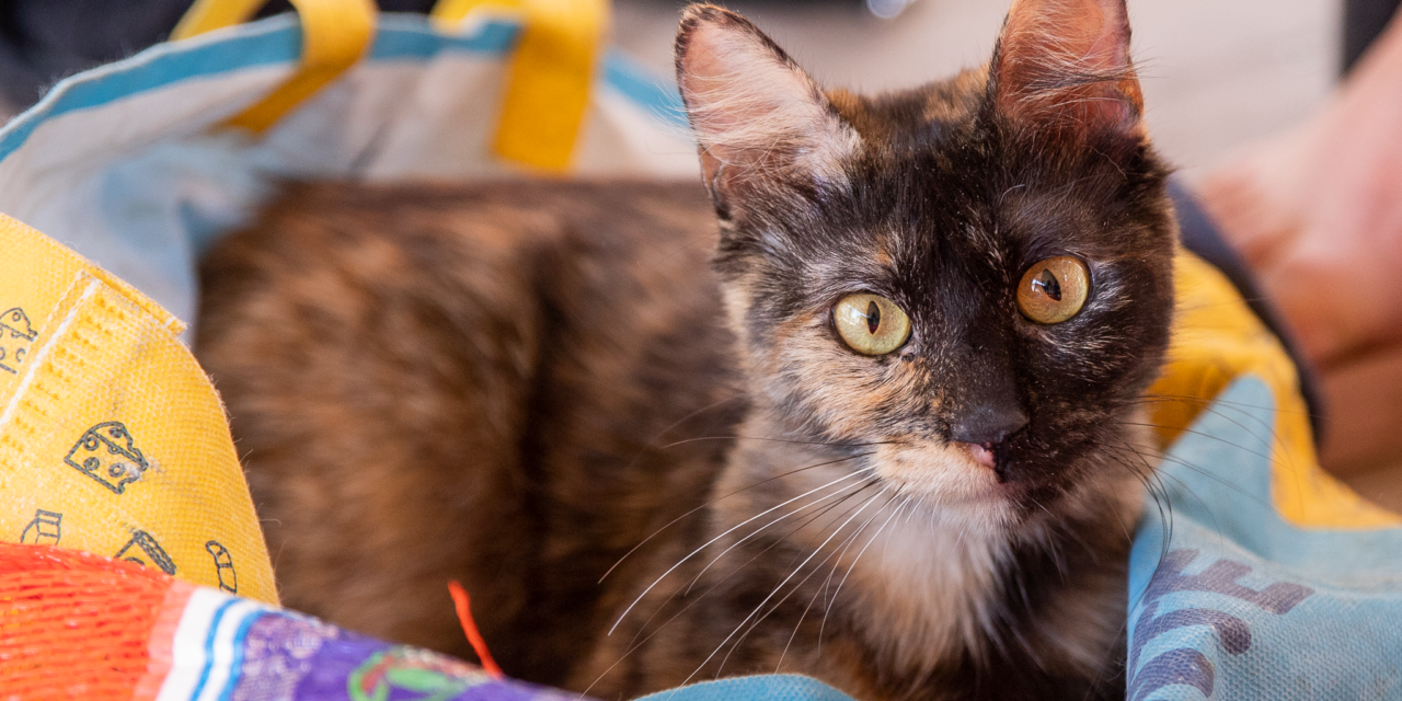 Castración itinerante en varios puntos de Lanús Oeste