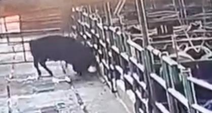 Tremendo video de un toro atacando a un hombre en el Frigorífico Federal de Quilmes
