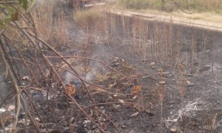 Feroz incendio en la Reserva del Parque Industrial de Bernal Oeste: Pérdida de especies autóctonas y falta de mantenimiento