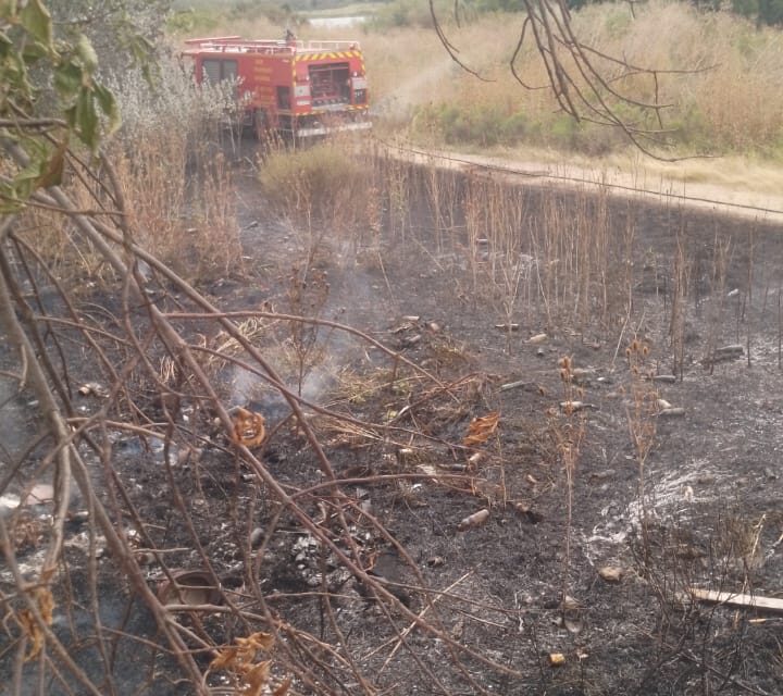 Feroz incendio en la Reserva del Parque Industrial de Bernal Oeste: Pérdida de especies autóctonas y falta de mantenimiento