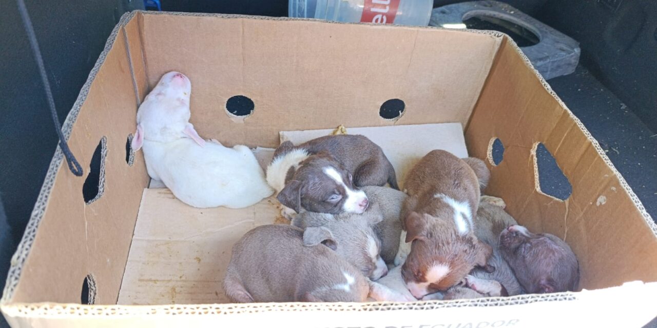 Patrulla Urbana intervino en la zona de la Estación y puso a resguardo a 8 cachorros