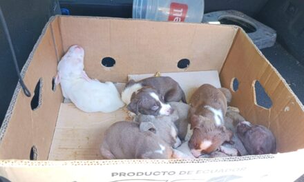 Patrulla Urbana intervino en la zona de la Estación y puso a resguardo a 8 cachorros