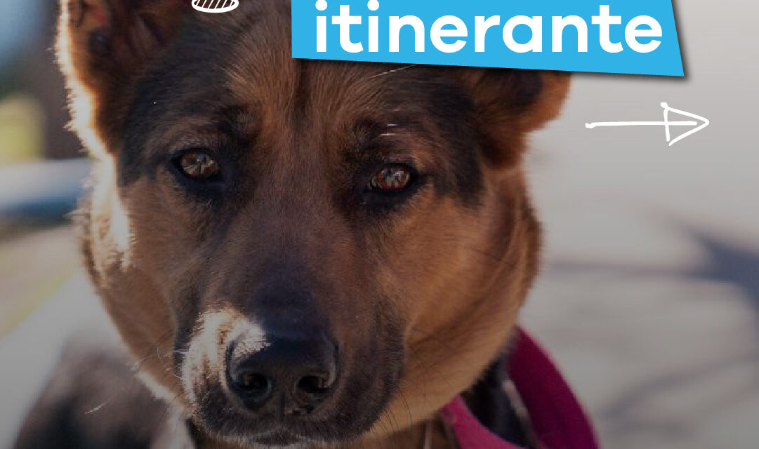 Lanús Gobierno brindará a vecinos nuevos turnos para castraciones gratuitas de mascotas