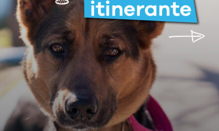 Lanús Gobierno brindará a vecinos nuevos turnos para castraciones gratuitas de mascotas