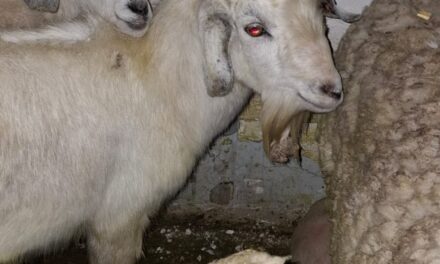 Rescatan 40 animales en un templo umbanda de Quilmes Oeste que iban a ser usados para sacrificios y rituales
