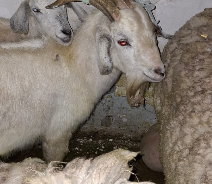 Rescatan 40 animales en un templo umbanda de Quilmes Oeste que iban a ser usados para sacrificios y rituales