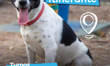 Lanús Gobierno llevará adelante nuevos puntos de castración a mascotas en Valentín Alsina