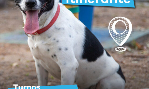 Lanús Gobierno llevará adelante nuevos puntos de castración a mascotas en Valentín Alsina