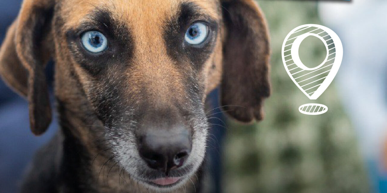 Lanús Gobierno da nuevos turnos presenciales para acceder al servicio de castración itinerante y gratuito de mascotas